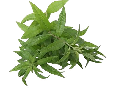 Fresh -Lemon Verbena