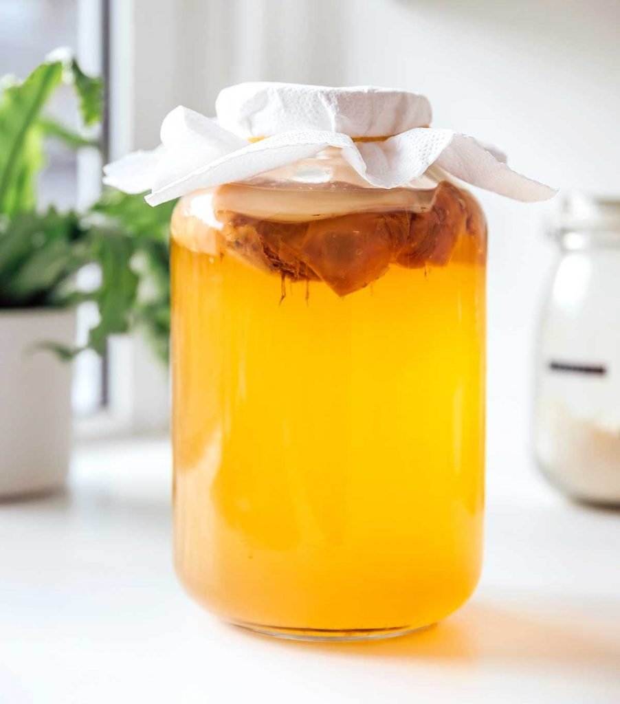 Jun- Green Tea Kombucha Scoby