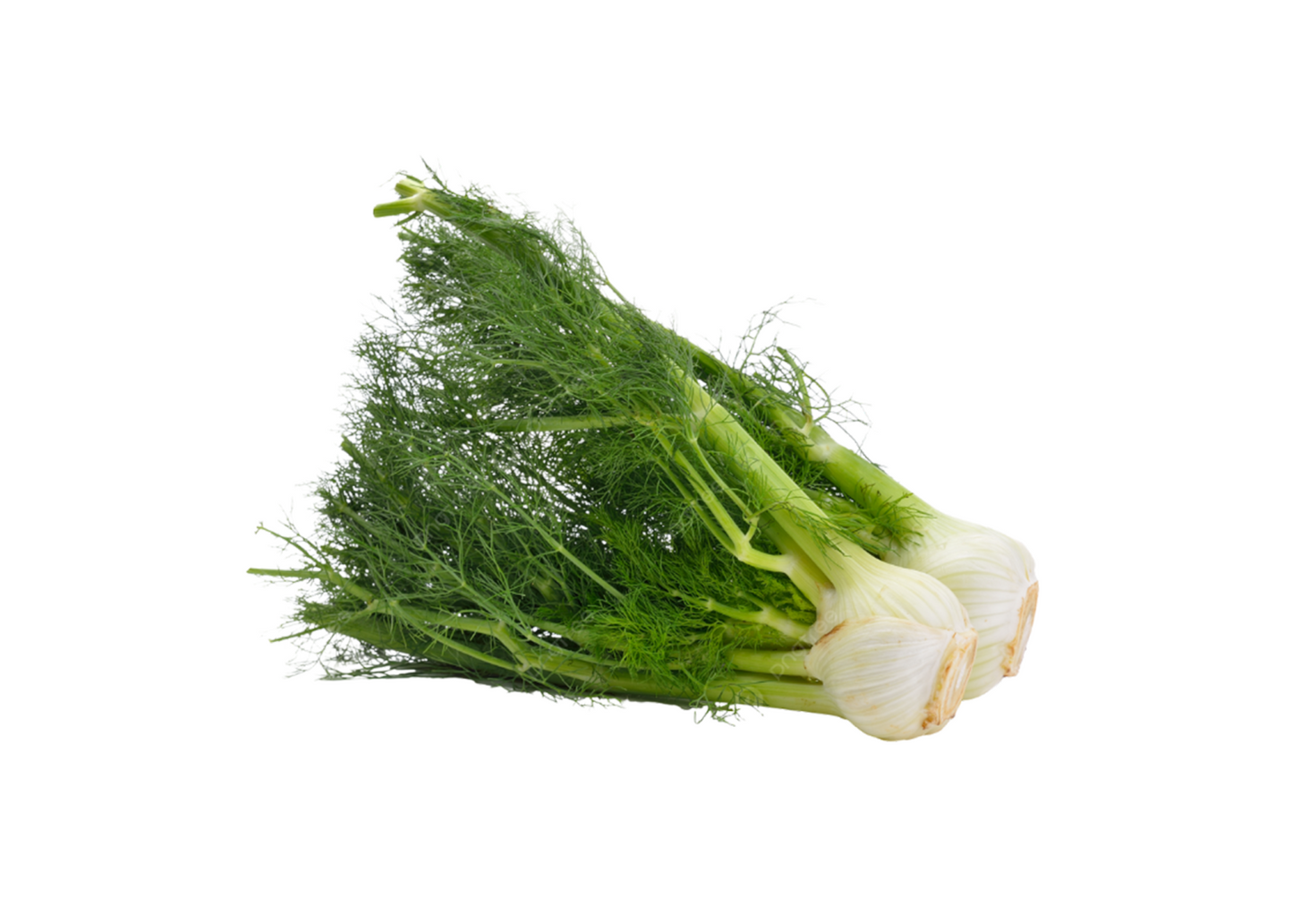 Fennel bunch
