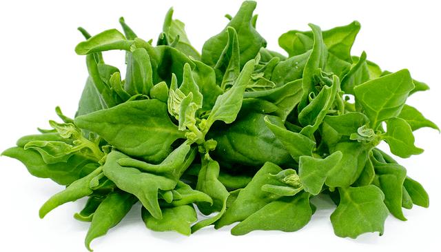 Warrigal Greens - New Zealand Spinach