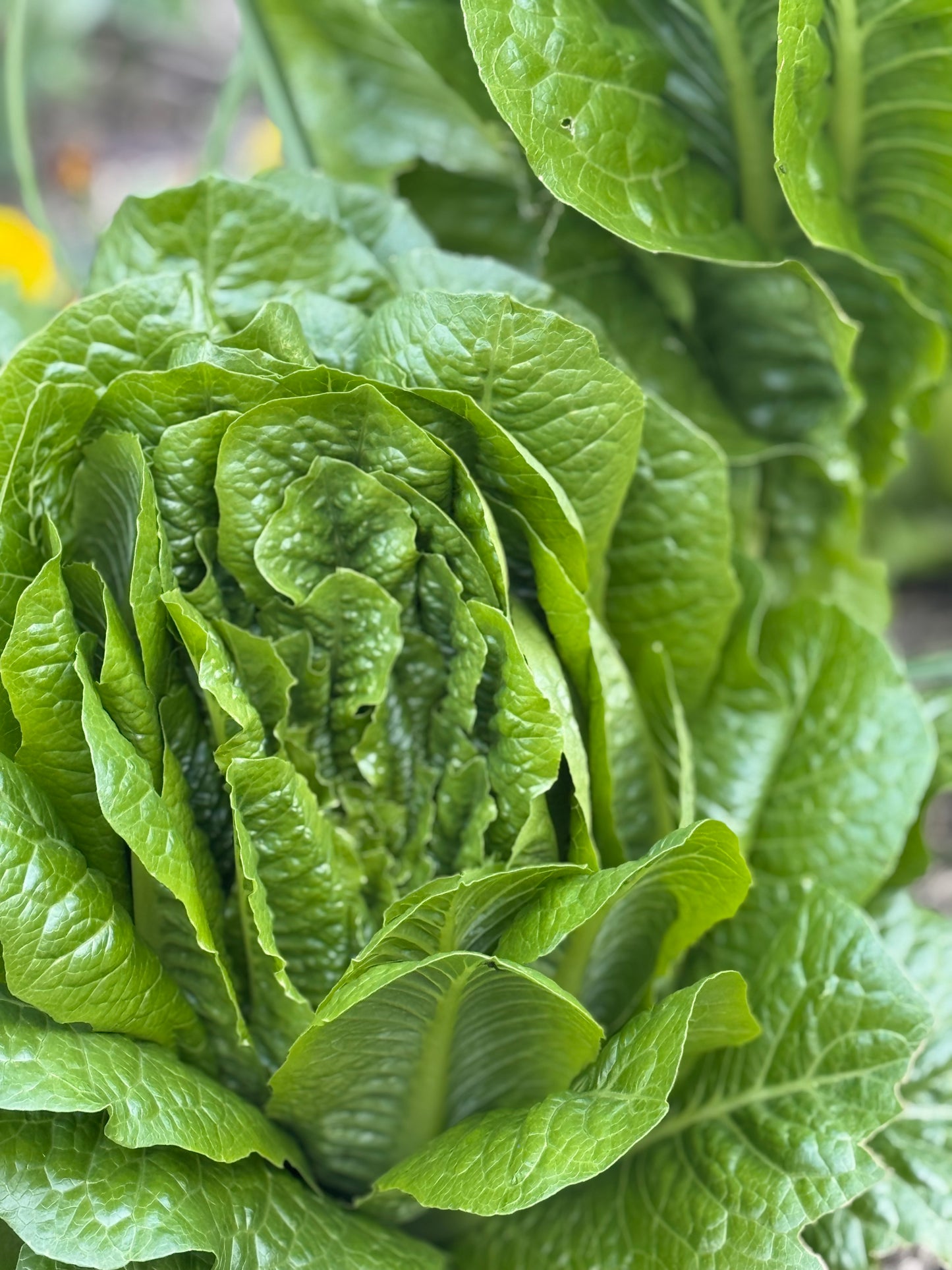 Home grown Lettuce -mixed variety-Each