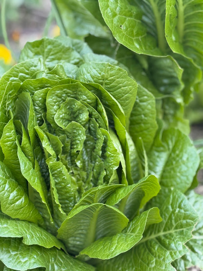 Home grown Lettuce -mixed variety-Each