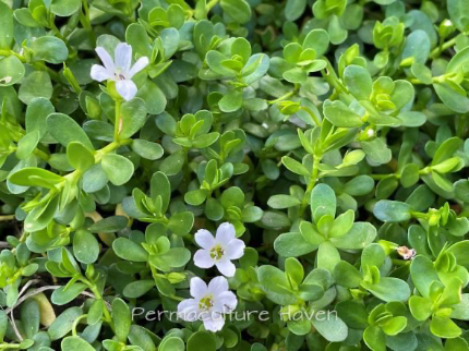 Water Hyssop - 150g