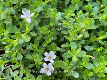 Water Hyssop - 150g