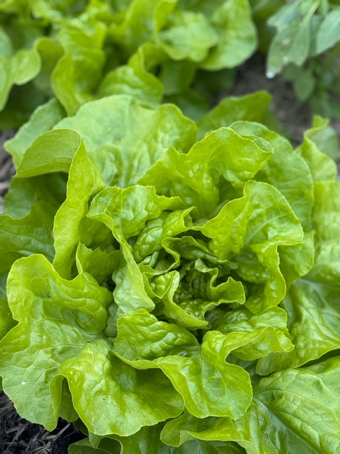 Home grown Lettuce -mixed variety-Each