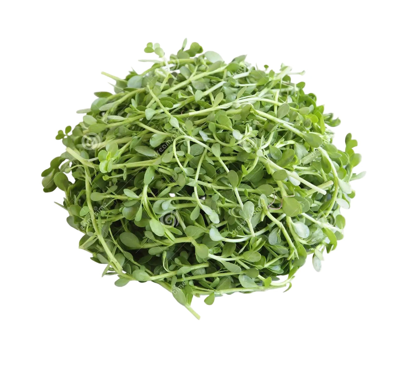 Water Hyssop - 150g