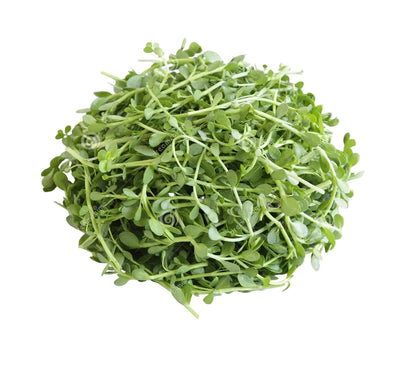Water Hyssop - 150g