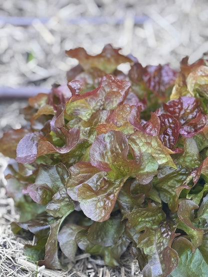 Home grown Lettuce -mixed variety-Each