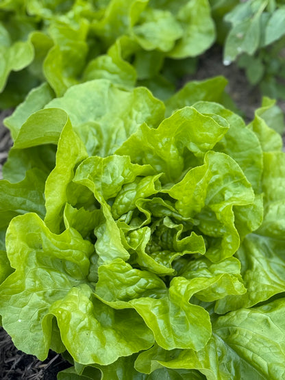 Home grown Lettuce -mixed variety-Each