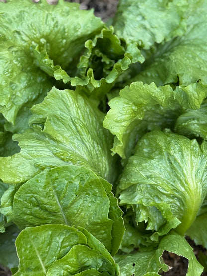 Home grown Lettuce -mixed variety-Each